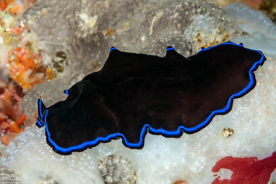 Pseudoceros sapphirinus (Sapphire Flatworm)