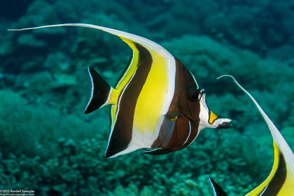 Zanclus cornutus (Moorish Idol)