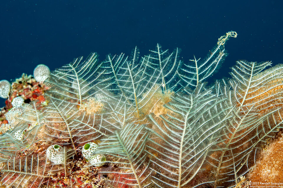 Taxella gracilicaulis (Taxella Gracilicaulis)