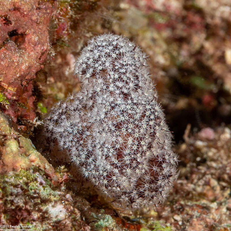 Dendronephthya sp.1 (Dendronephthya)