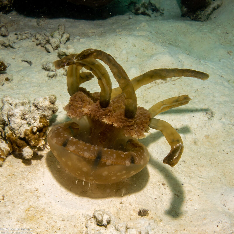 Mastigias papua (Lagoon Jelly)