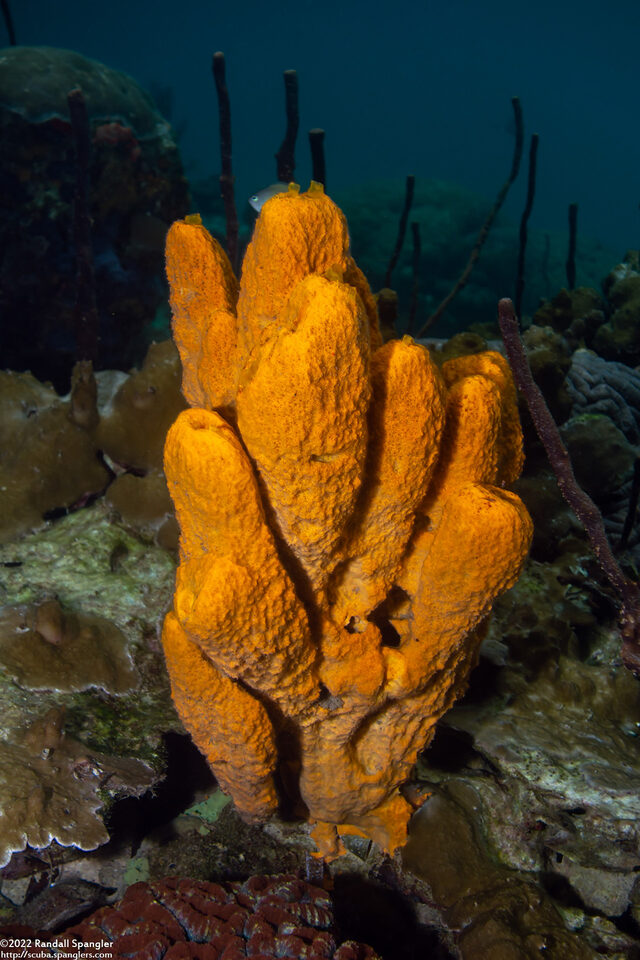 Stylissa massa (Stylissa massa)