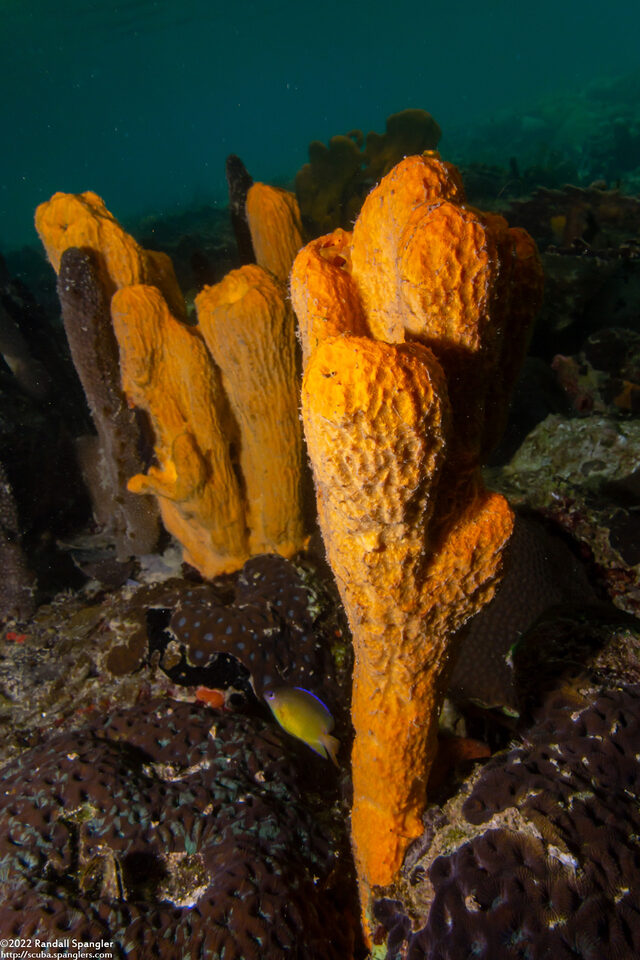 Stylissa massa (Stylissa massa)