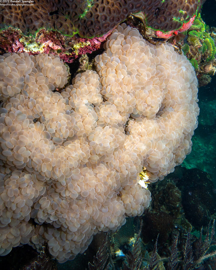 Physogyra lichtensteini (Grape Coral)