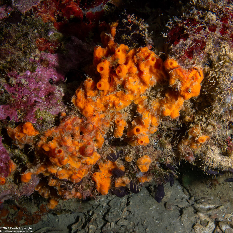 Jaspis splendens (Jaspis splendens)