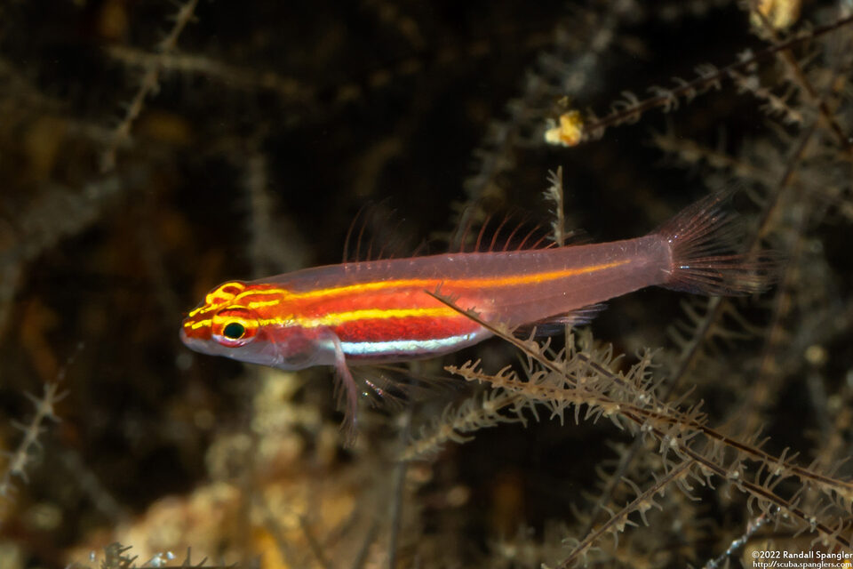 Eviota atriventris (Neon Dwarfgoby)
