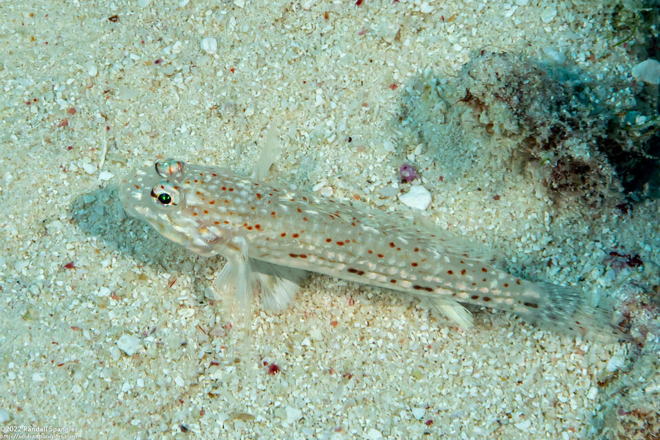 Istigobius rigilius (Orangespotted Sandgoby)