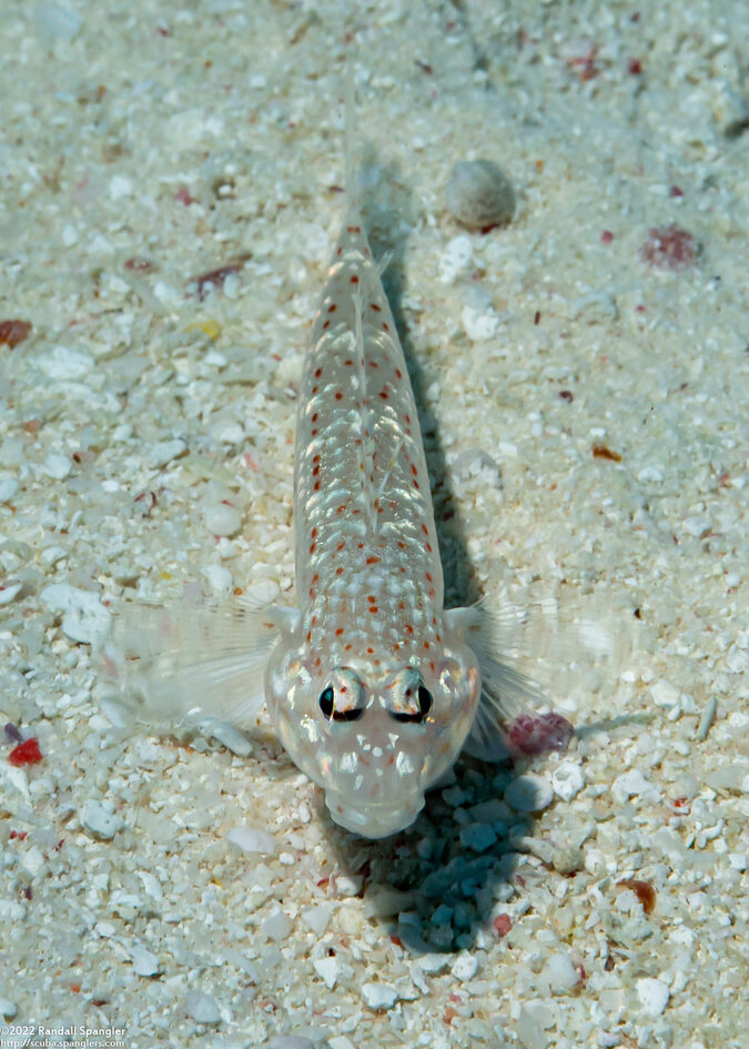 Istigobius rigilius (Orangespotted Sandgoby)