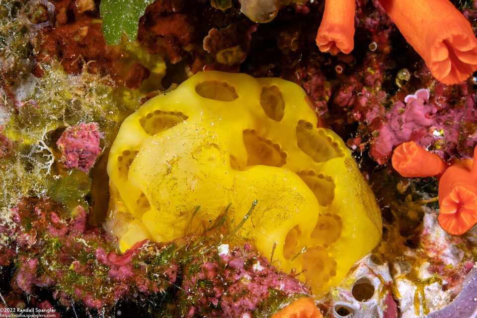 Aplidium longithorax (Aplidium Longithorax)