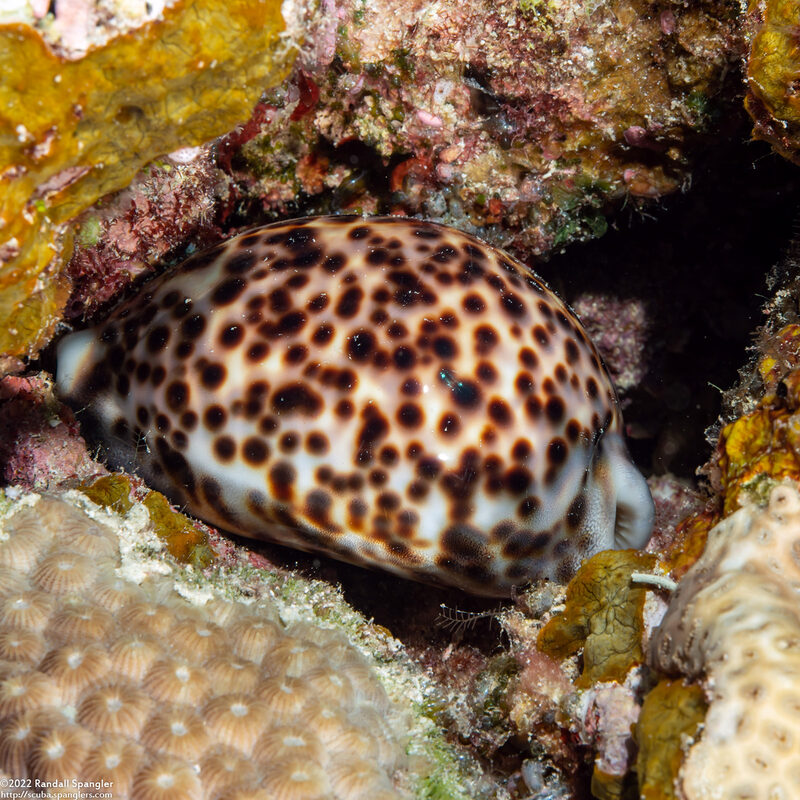 Cypraea tigris (Tiger Cowry)
