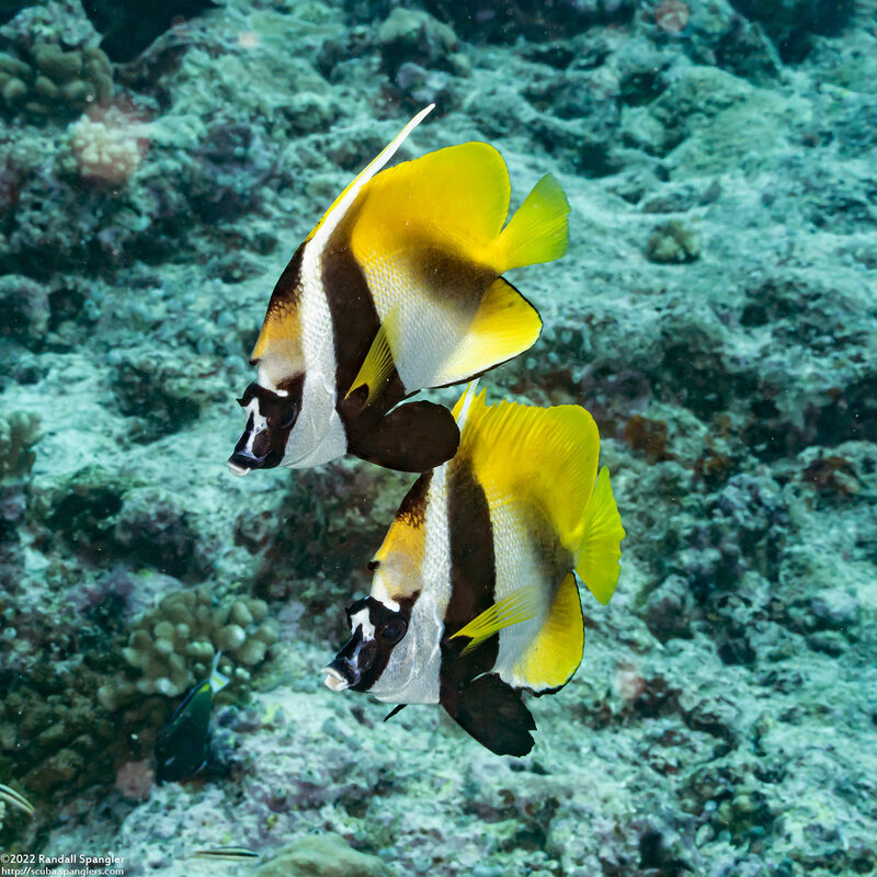 Heniochus monoceros (Masked Bannerfish)