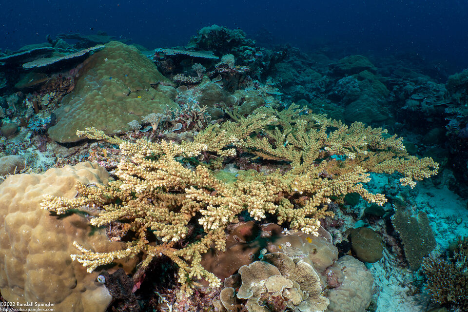 Acropora robusta (Robust Acropora)