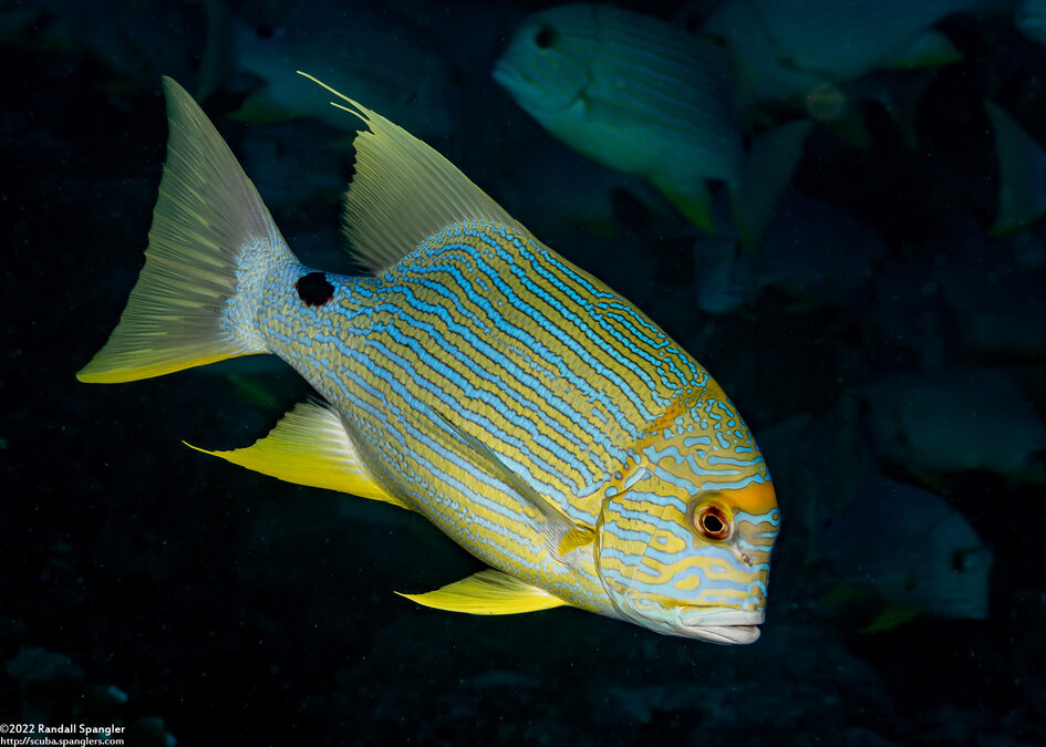 Symphorichthys spilurus (Sailfin Snapper)