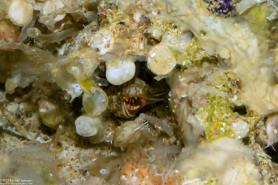 Pylopaguropsis sp.1 (Pylopaguropsis sp.1)