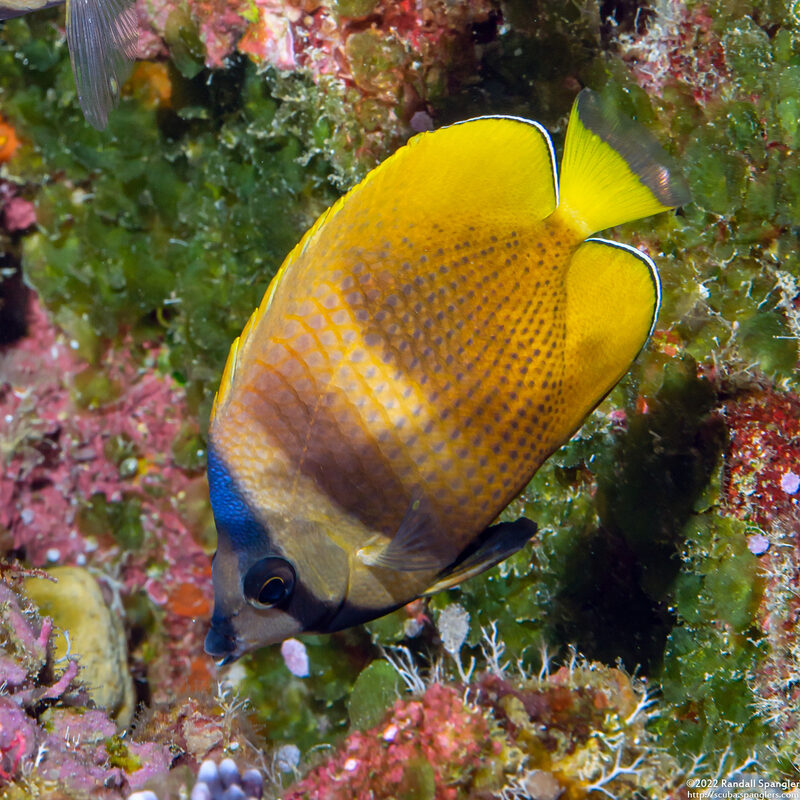 Chaetodon kleinii (Blacklip Butterflyfish)