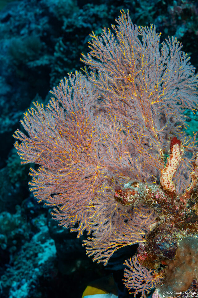 Melithaea sp.1 (Melithaea sp.1)