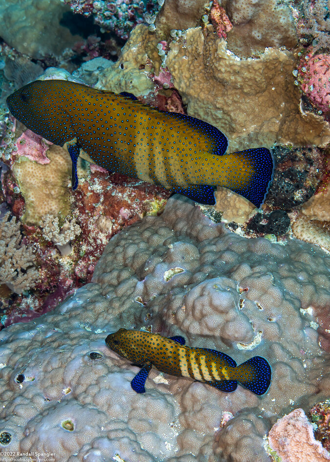 Cephalopholis argus (Peacock Grouper)