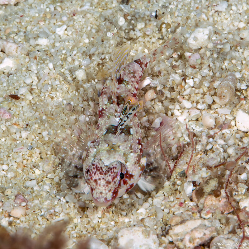 Synchiropus moyeri (Moyer's Dragonet)