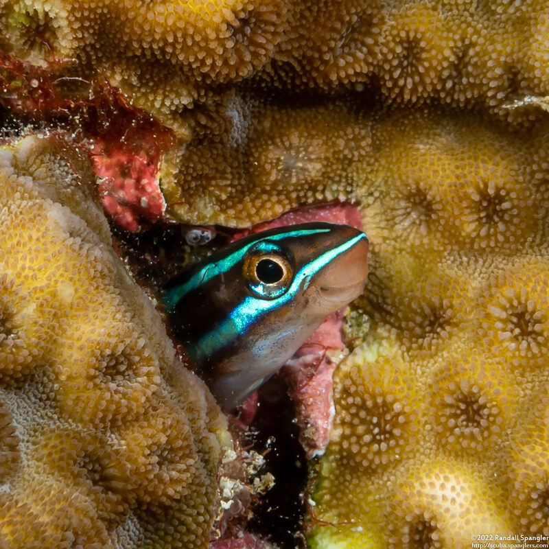 Plagiotremus rhinorhynchos (Bluestriped Fangblenny)