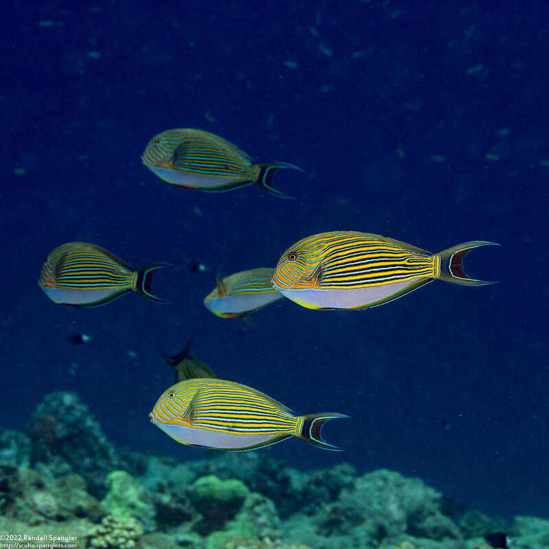 Acanthurus lineatus (Striped Surgeonfish)