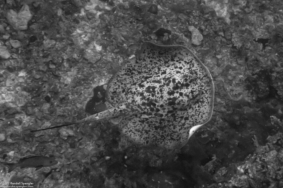 Taeniurops meyeni (Marbled Stingray)