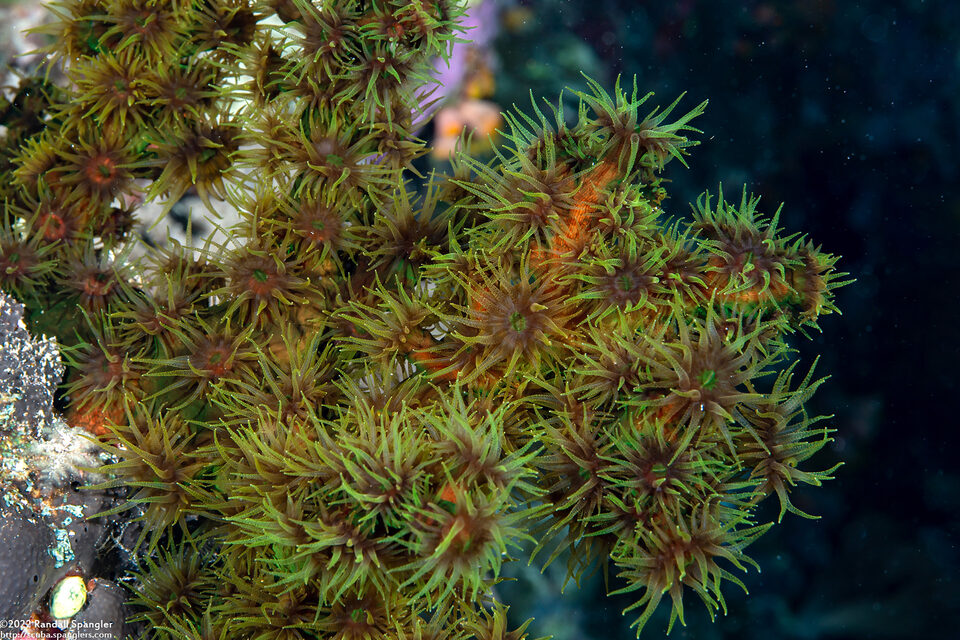 Tubastraea micranthus (Black Sun Coral)