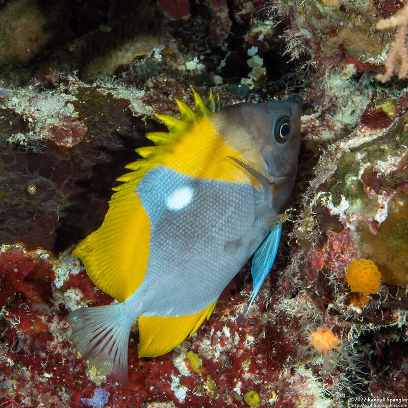 Hemitaurichthys polylepis (Pyramid Butterflyfish)