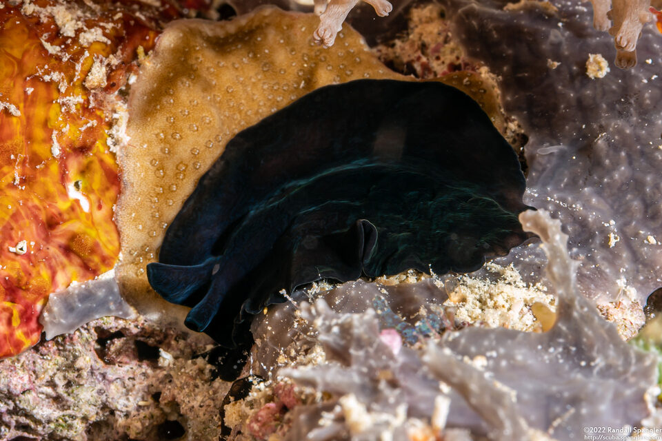 Pseudoceros bolool (Pseudoceros Bolool)