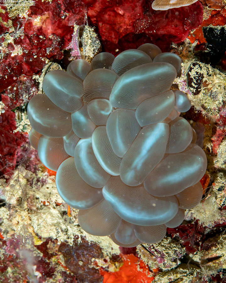 Plerogyra sinuosa (Pearl Bubble Coral)