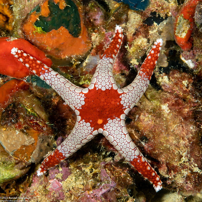 Fromia monilis (Peppermint Sea Star)