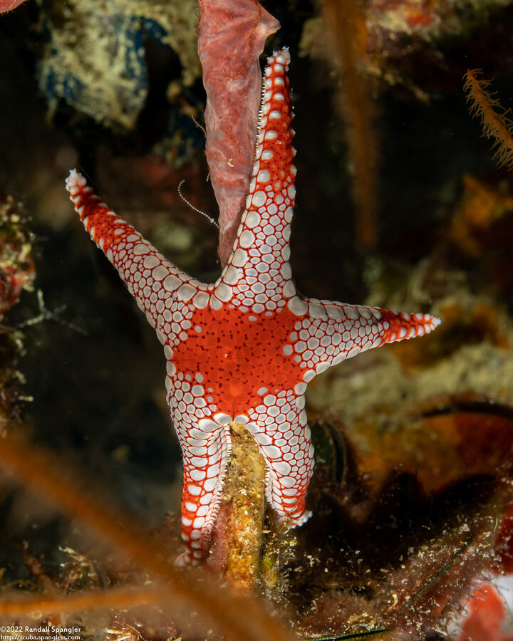 Fromia monilis (Peppermint Sea Star)
