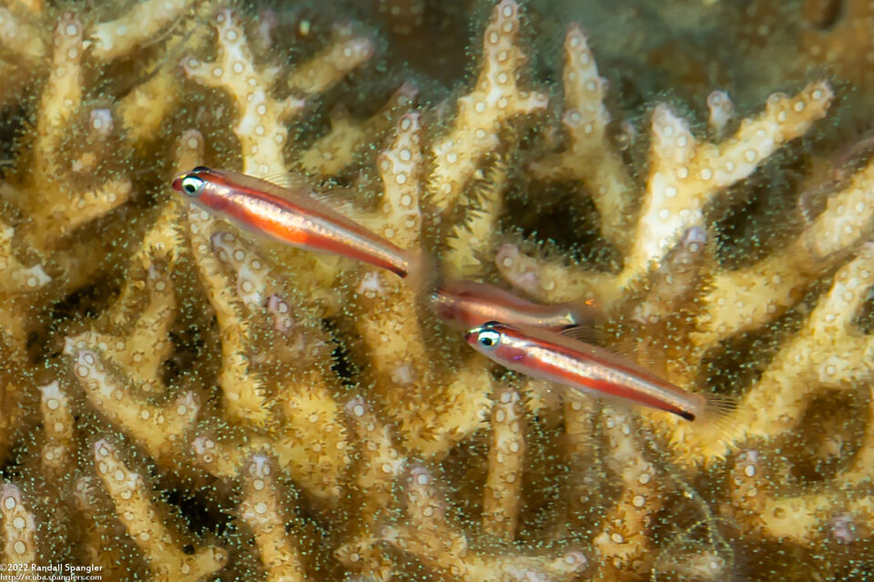 Eviota bifasciata (Twostripe Dwarfgoby)