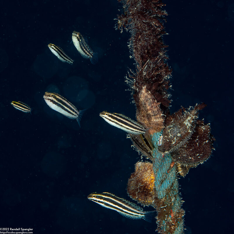 Petroscirtes breviceps (Shorthead Fangblenny)