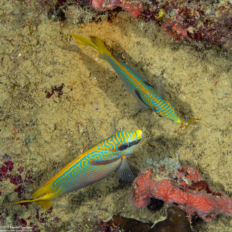 Siganus doliatus (Barred Rabbitfish)