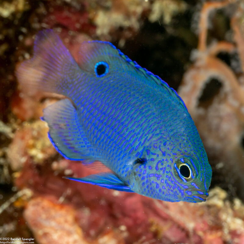 Pomacentrus nagasakiensis (Nagasaki Damsel)