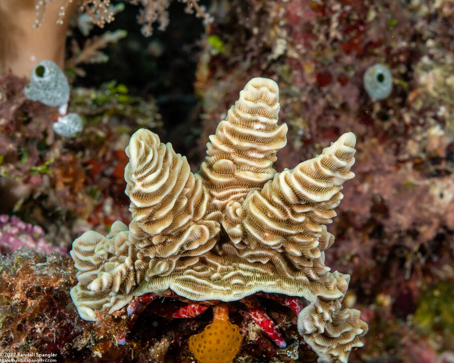 Pachyseris rugosa (Pachyseris Rugosa)