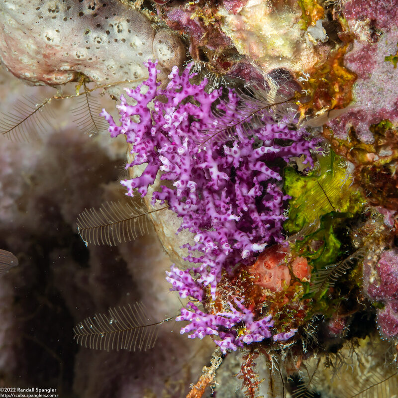 Stylaster sanguineus (Stylaster Sanguineus)