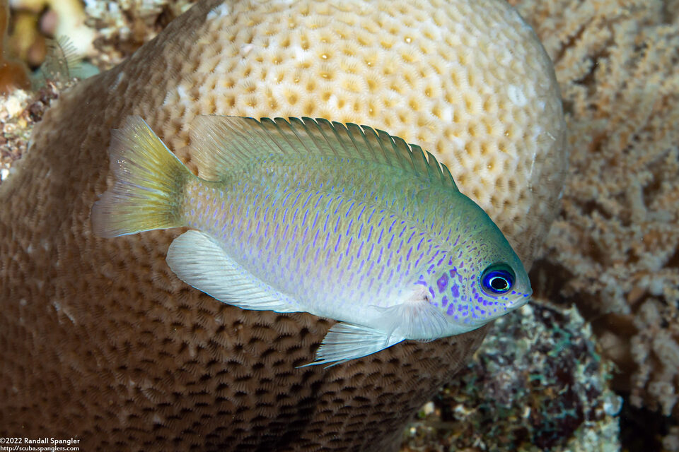 Pomacentrus reidi (Reid's Damsel)