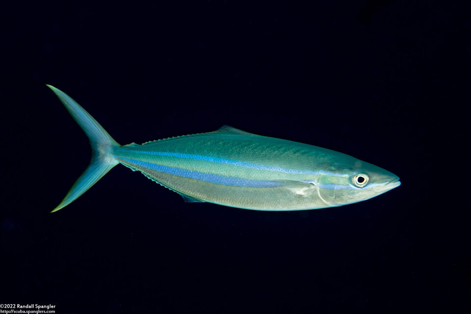 Elagatis bipinnulata (Rainbow Runner)