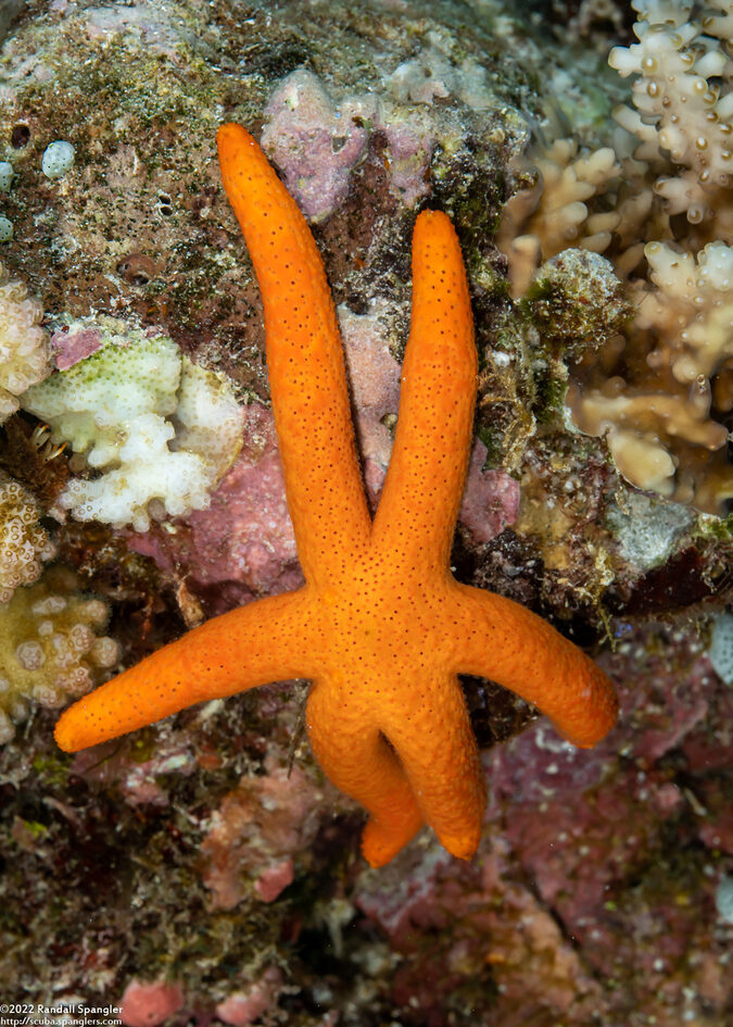 Echinaster luzonicus (Luzon Sea Star)