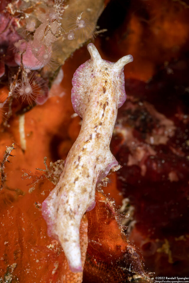 Pseudoceros goslineri (Gosliner's Flatworm)