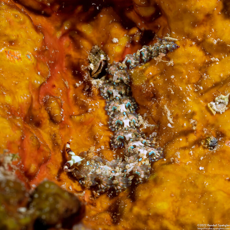 Pteraeolidia semperi (Blue Dragon Nudibranch)