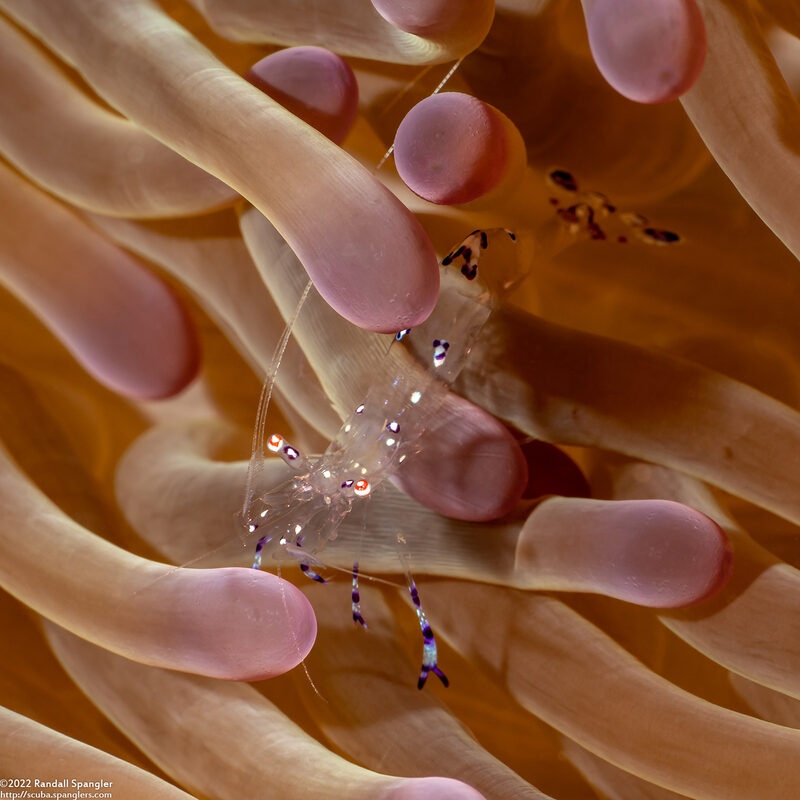 Ancylomenes sarasvati (Sarasvati Anemone Shrimp)
