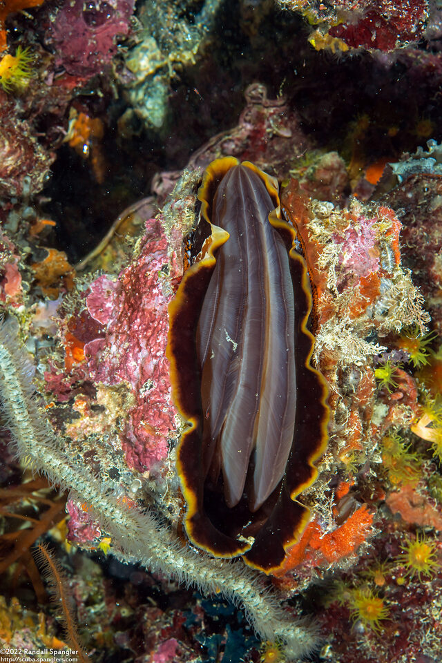 Spondylus varius (Variable Thorny Oyster)