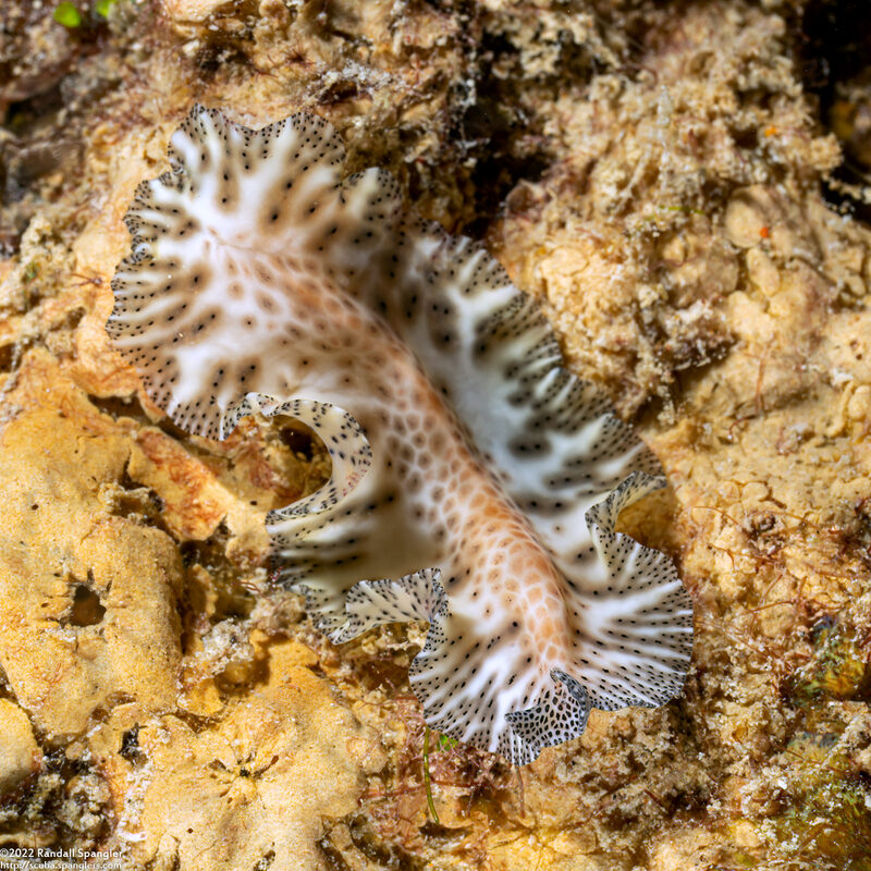 Maritigrella fuscopunctata (Darkspotted Flatworm)