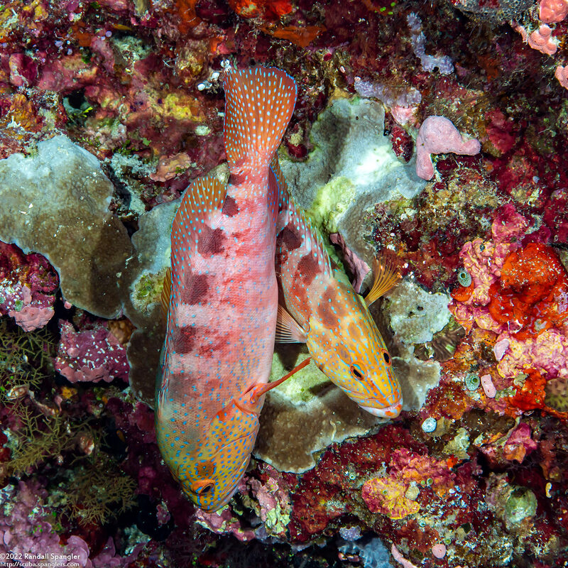 Cephalopholis sexmaculata (Saddle Grouper)