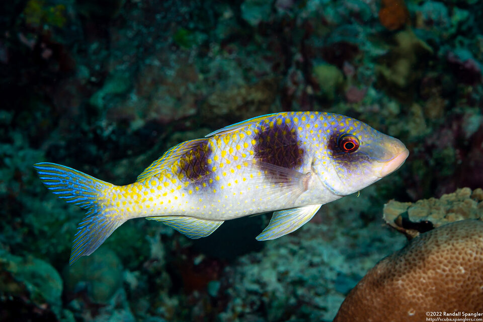 Parupeneus crassilabris (Doublebar Goatfish)