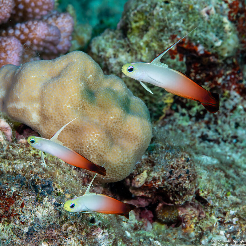 Nemateleotris magnifica (Fire Dartfish)