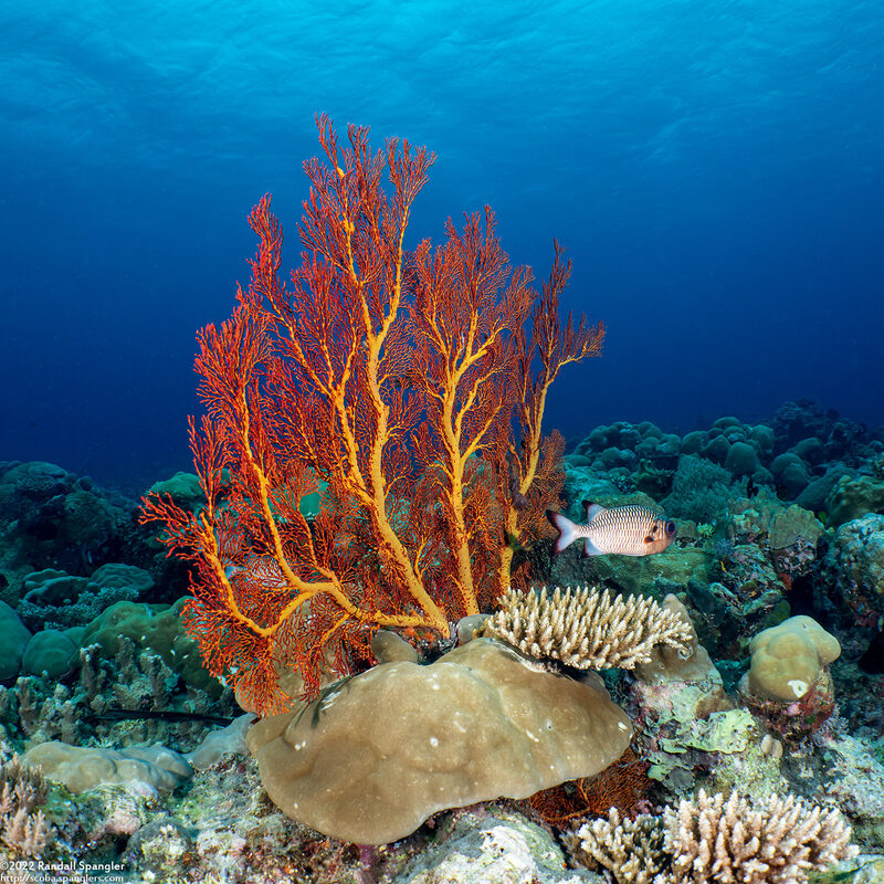 Melithaea sp.1 (Melithaea sp.1)