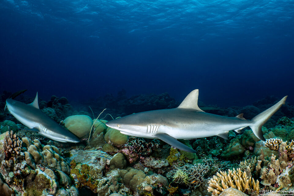 Carcharhinus amblyrhynchos (Gray Reef Shark)